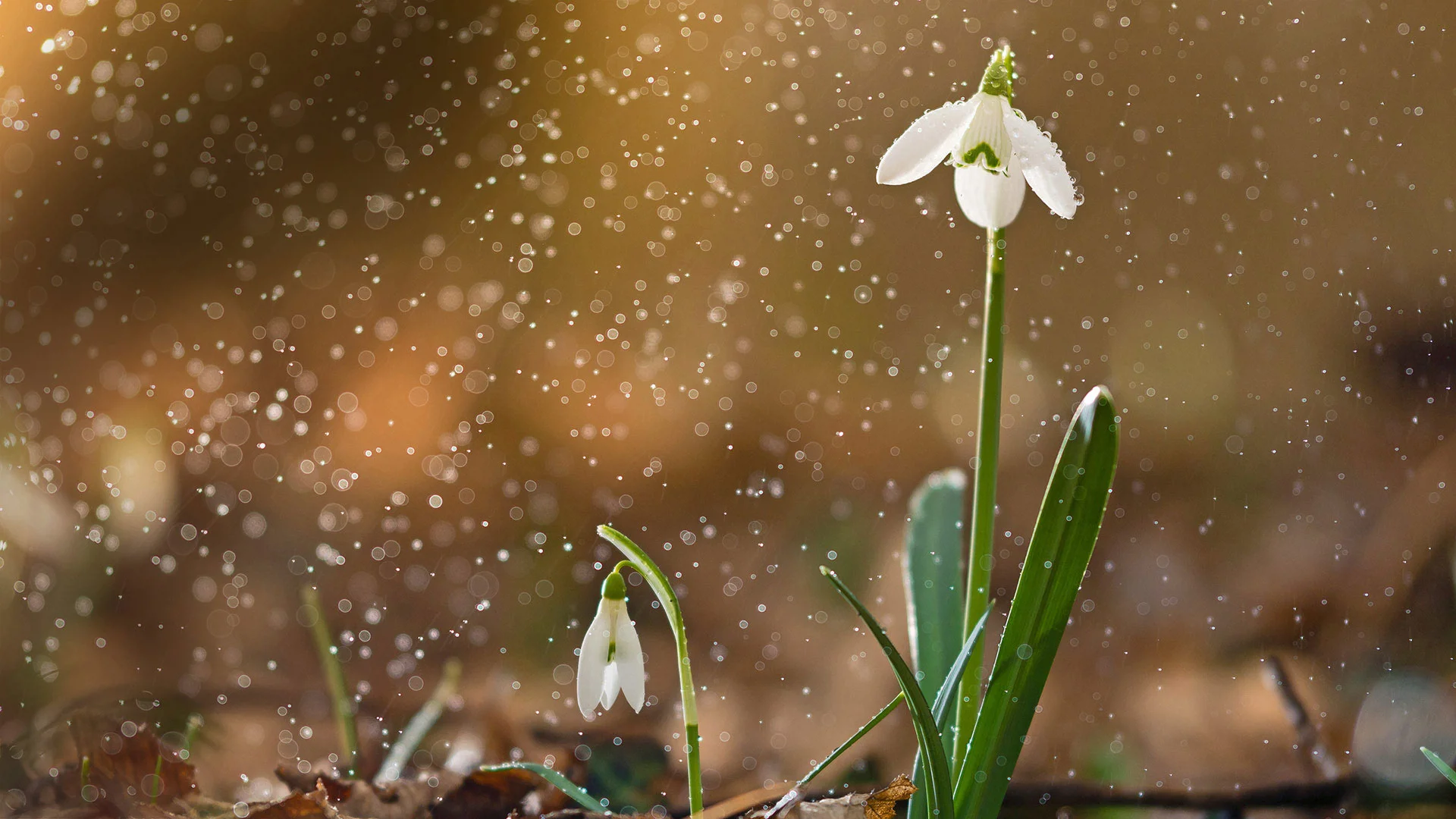 اثر جدید